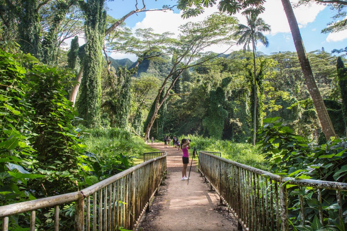 Manoa Falls, Honolulu, USA