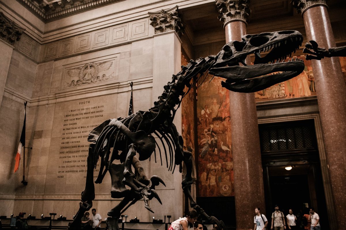 Dinosaur bone display at a museum in the US