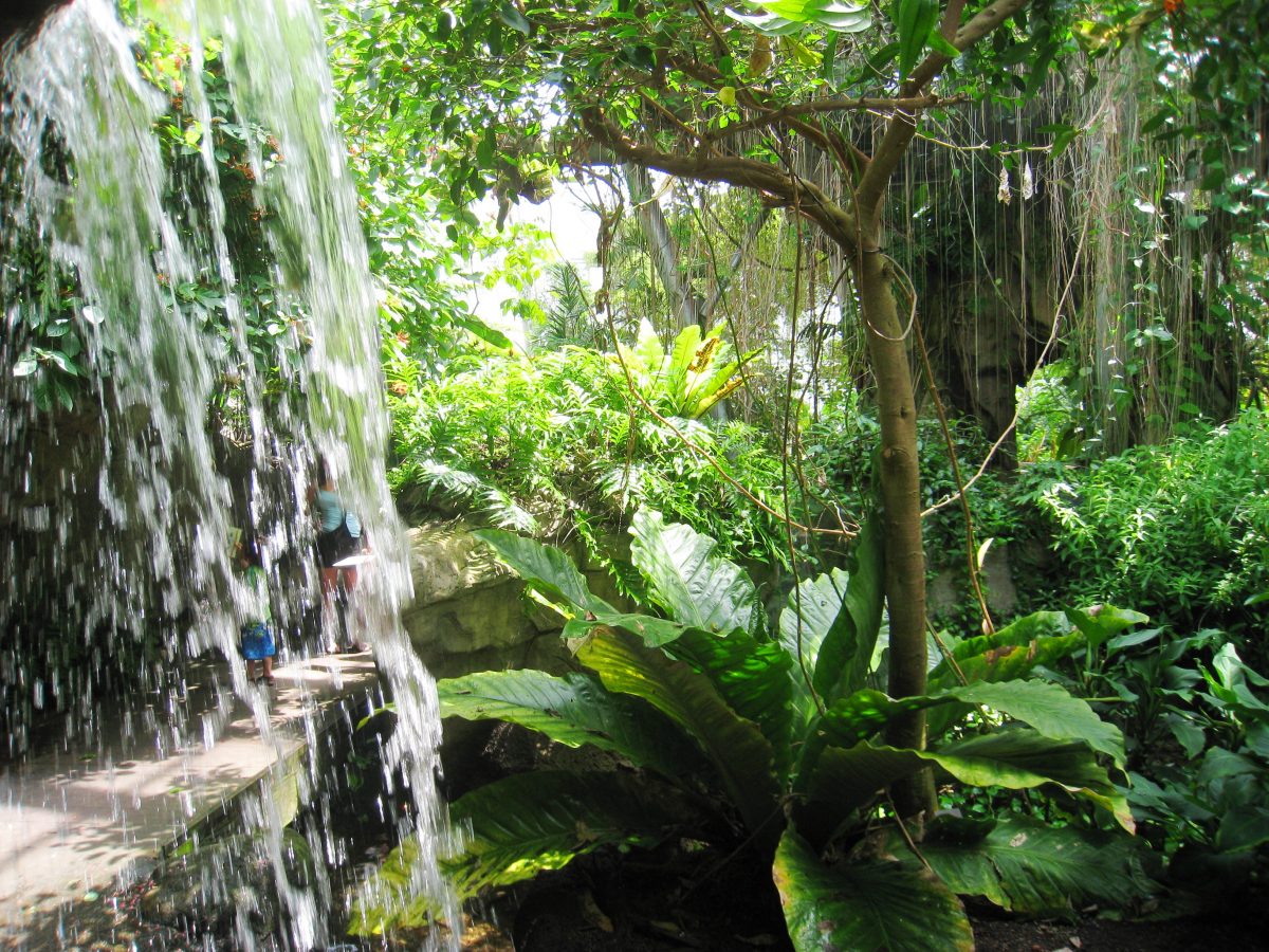 Waterfall and lush greenery at the Cleveland Botanical Garden