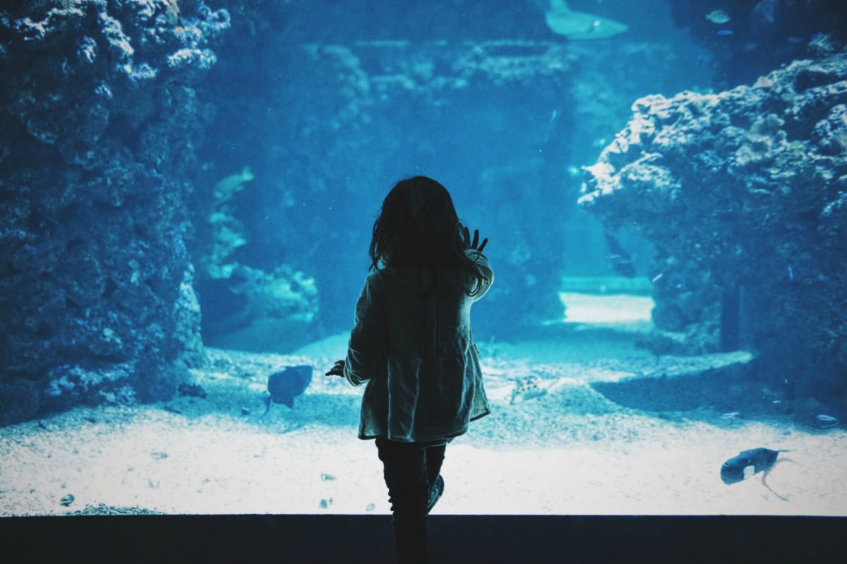 Female youth staring at a shoal of fishes in a large aquarium