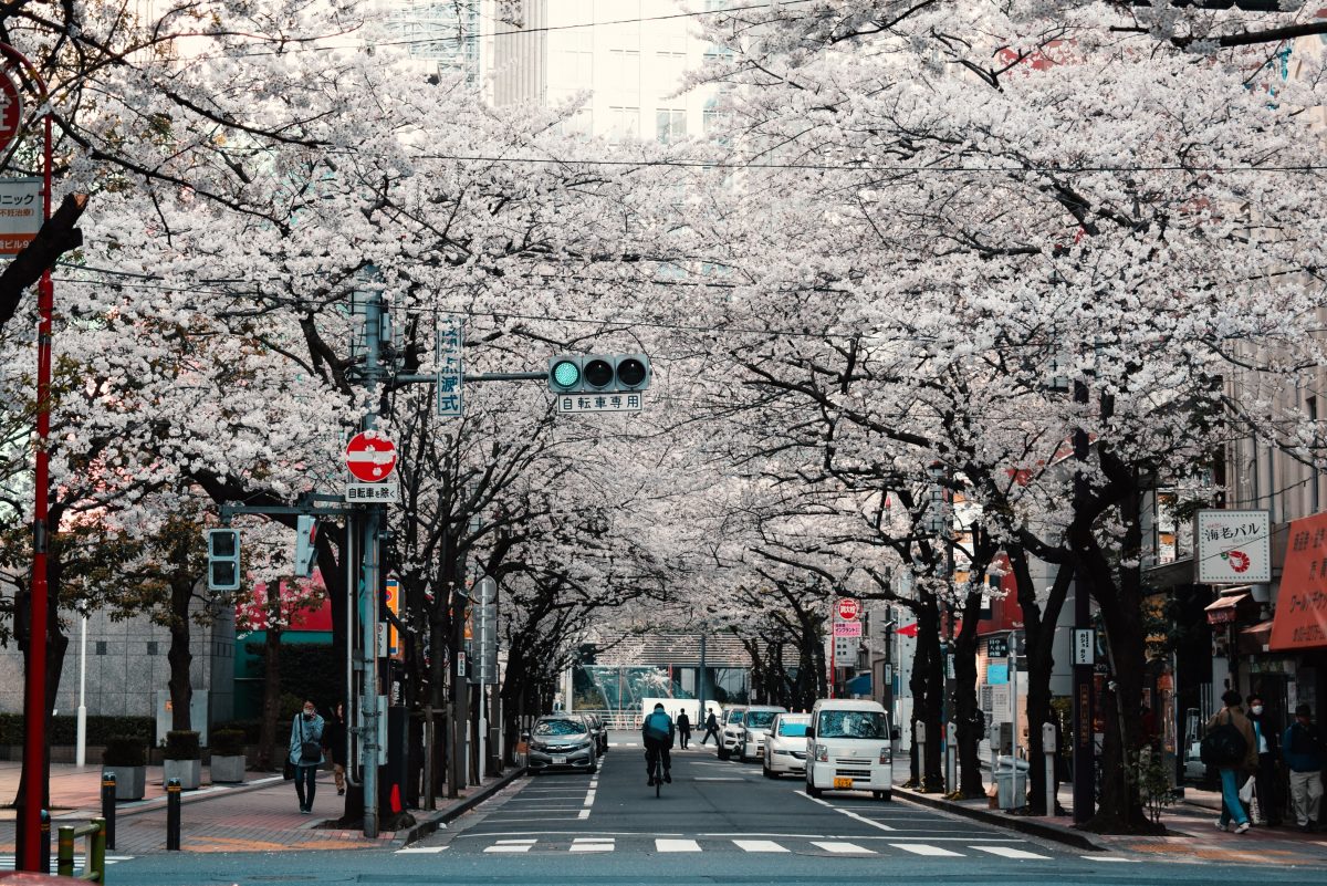 Cherry Blossoms in the streets of Tokyo, Japan