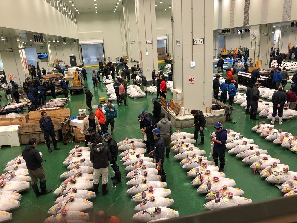 People checking out fish at Toyosu Fish Market.