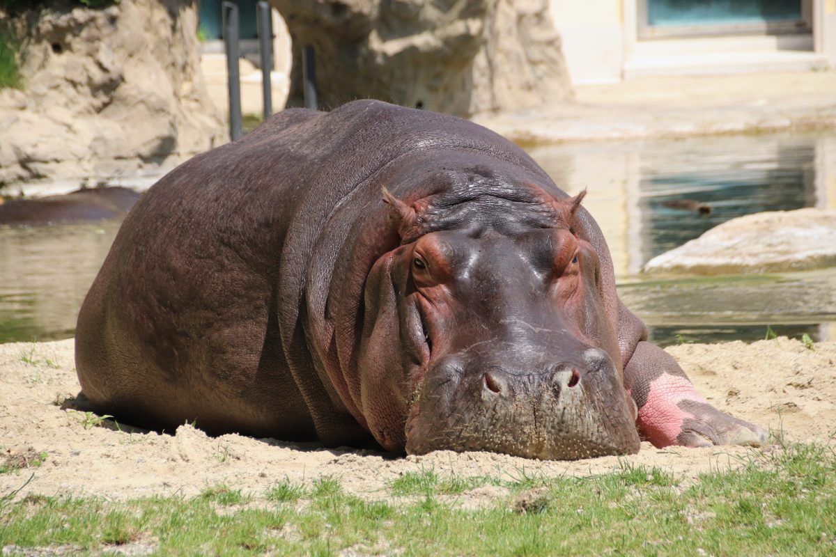 Trek your way into Africa with exclusive underwater views of hippos and Nile crocodiles