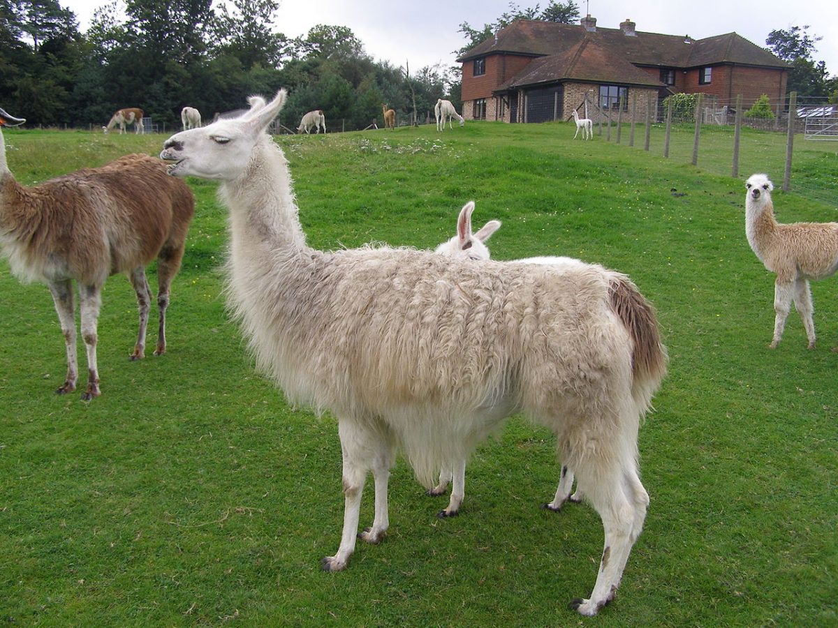 llama park brighton llama park brighton