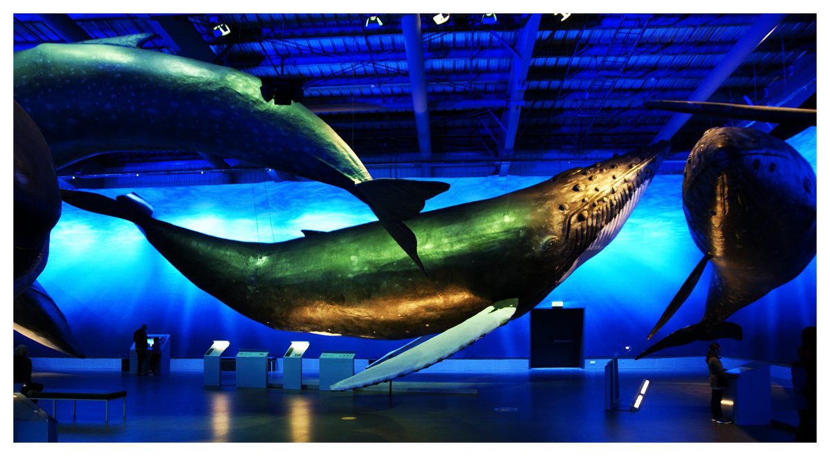 The whales of Iceland Museum is regarded as the biggest whale exhibition in Europe