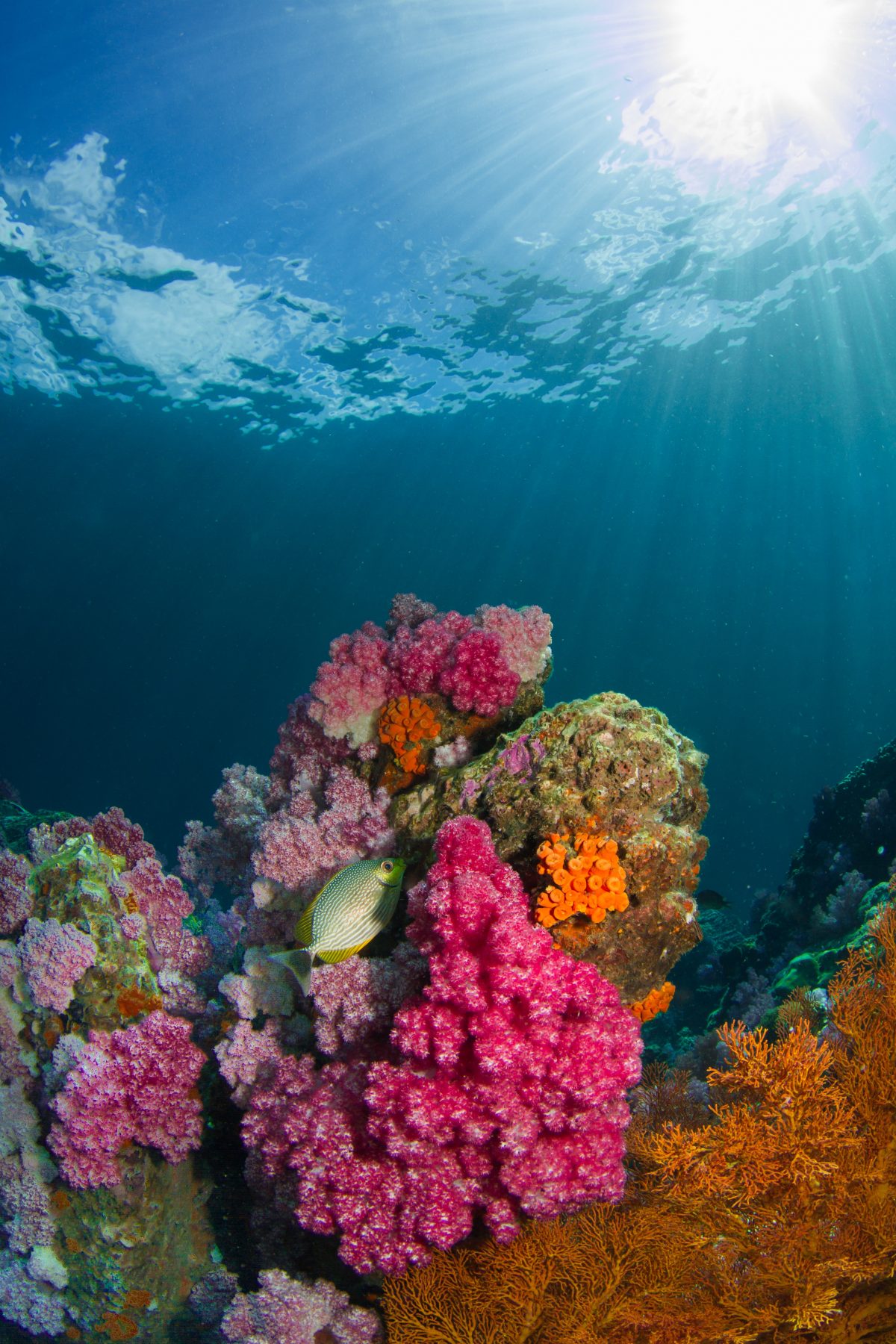 La Isla Marietas National Park is an uninhabited archipelago only accessible by swimming or kayaking