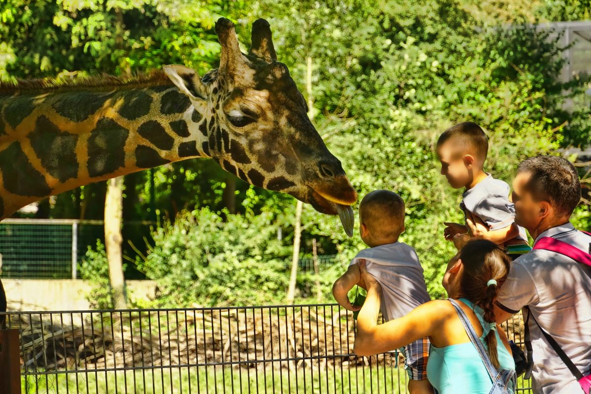 Giraffe feeding is led by San Antonio Zoo’s giraffe experts who will teach you all about the world’s tallest land mammal