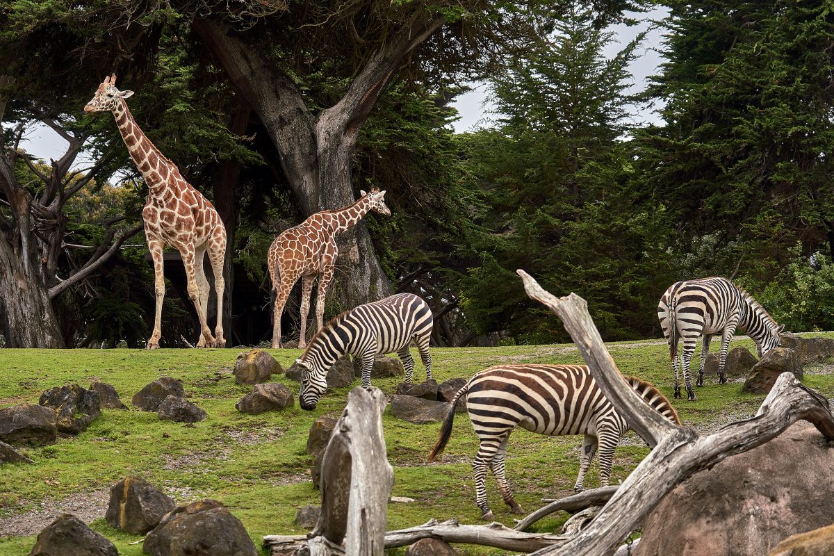 One of the world’s oldest zoos, it first opened in 1752 and is home to the first-ever birth of an African elephant in captive