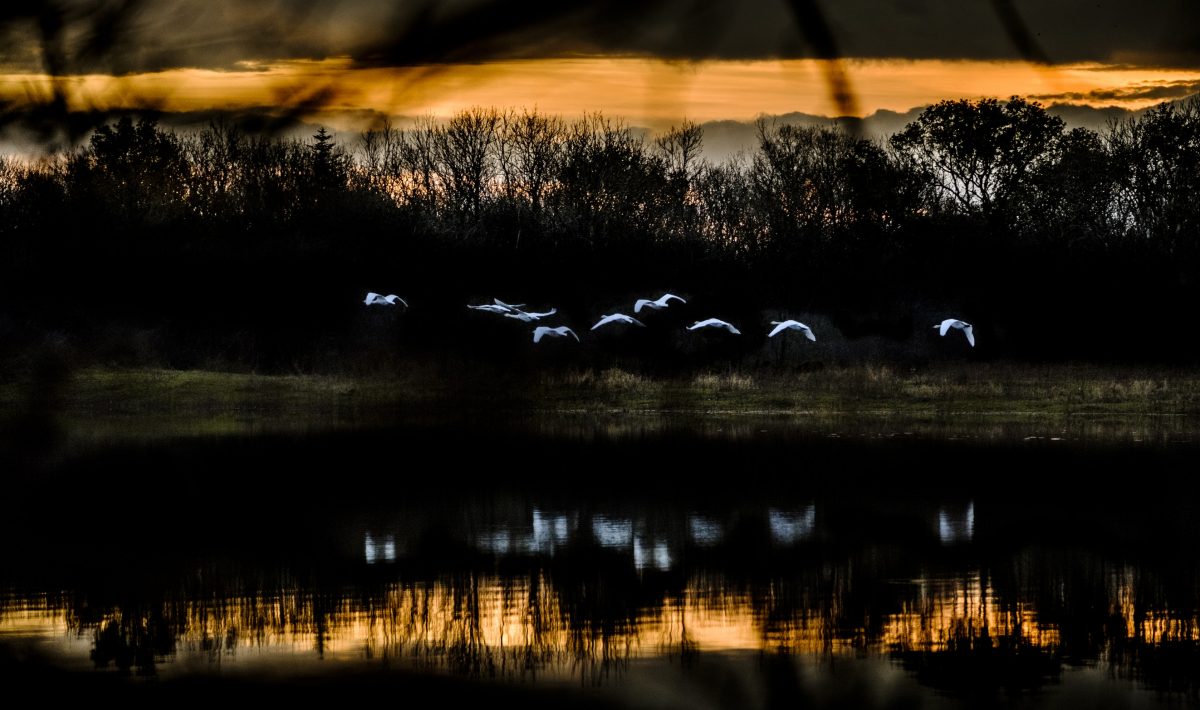 Swans flying across Coole Nature Reserve