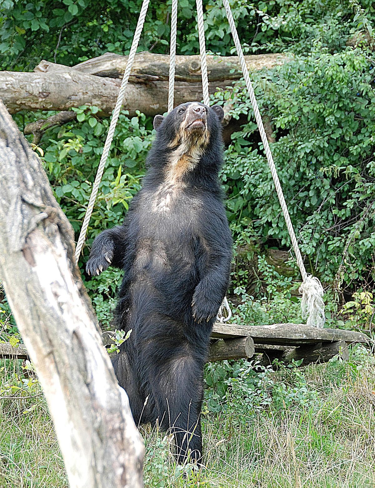 The spectacled bear is the last remaining species of bear native to South America and the last of his kind