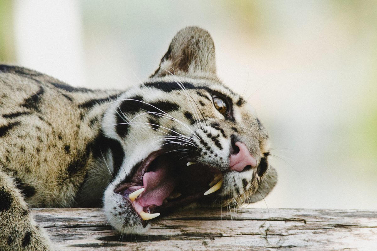 The Clouded Leopard is native to the Himalayan foothills and can be recognised at distance for its phenomenal fur patterns and his impressive long canine teeth