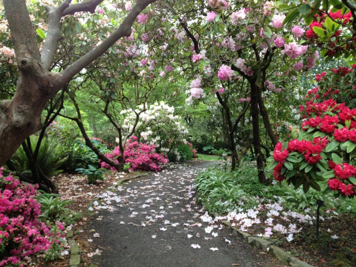 The Crystal Springs Rhododendron Garden, Portland