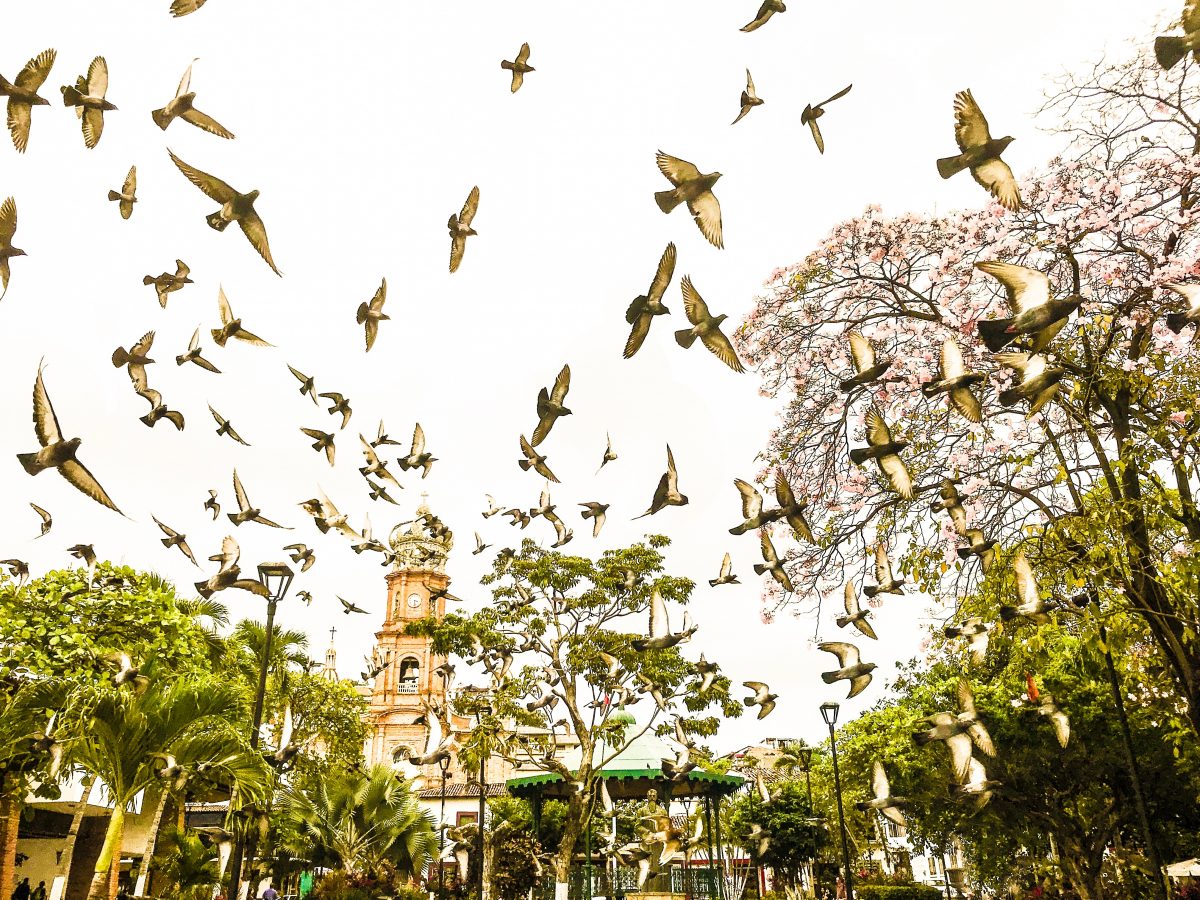 Historic buildings line Puerto Vallarta’s Main Plaza, which is filled with brightly coloured flags and vendors selling candies