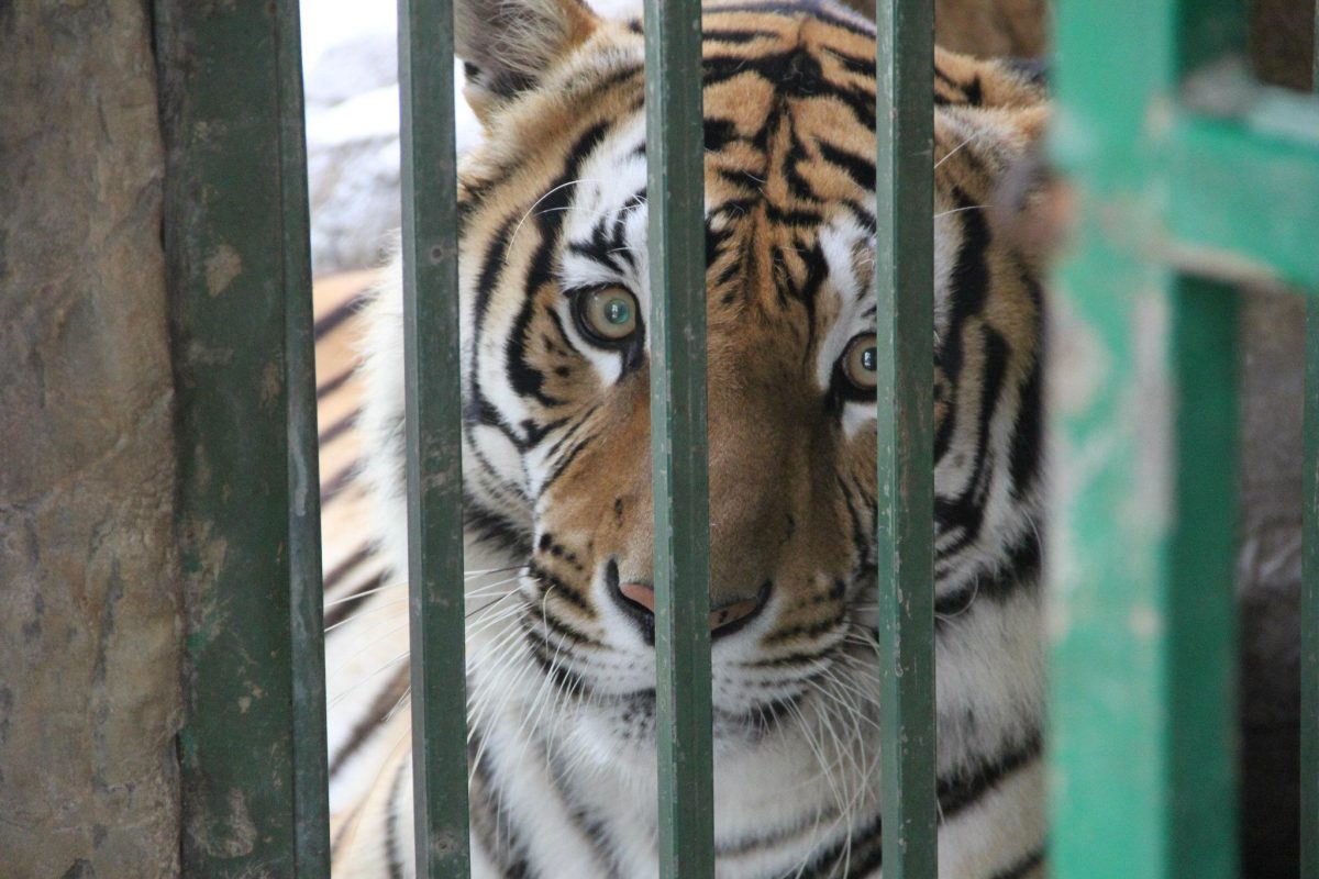 Vallarta Zoo allows visitors to buy bags of food to feed the animals, an unmissable experience