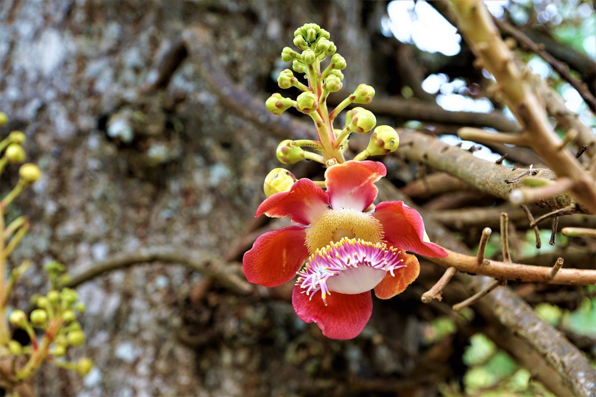 One of the most popular parks in Malaysia, Penang Botanical Gardens is a true feast for the eyes with its array of rare plants