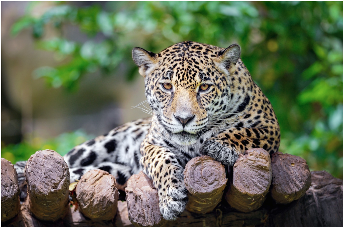 Home to over 150 animals of 45 native Belizean species, Belize Zoo allows visitors to observe these animals in their most natural habitat