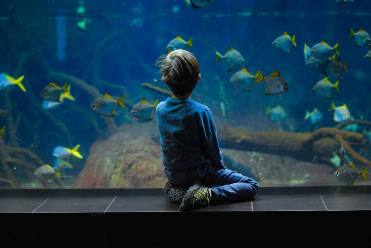 Head to Belle Island Aquarium, the oldest aquarium in the country, it has more than 1,000 fishes and 118 different species of aquatic creatures