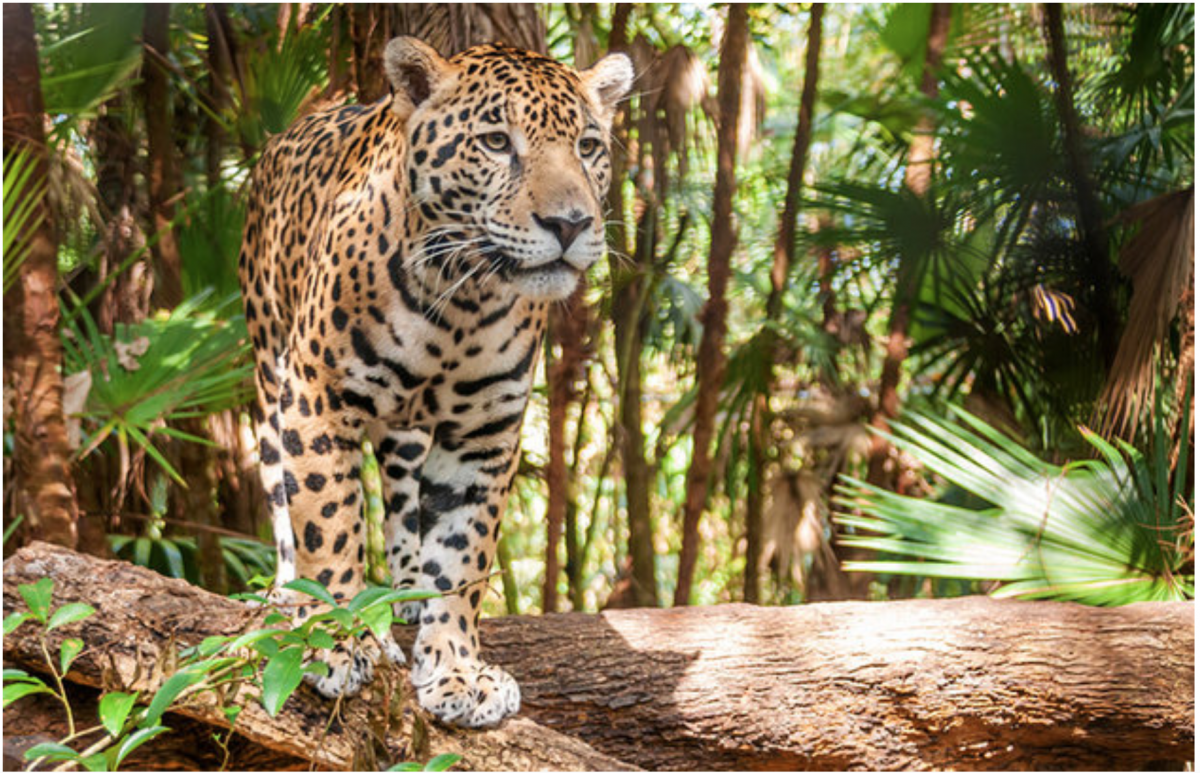 The Cockscomb Basin Wildlife Sanctuary and Jaguar Preserve is home to the world’s only jaguar reserve