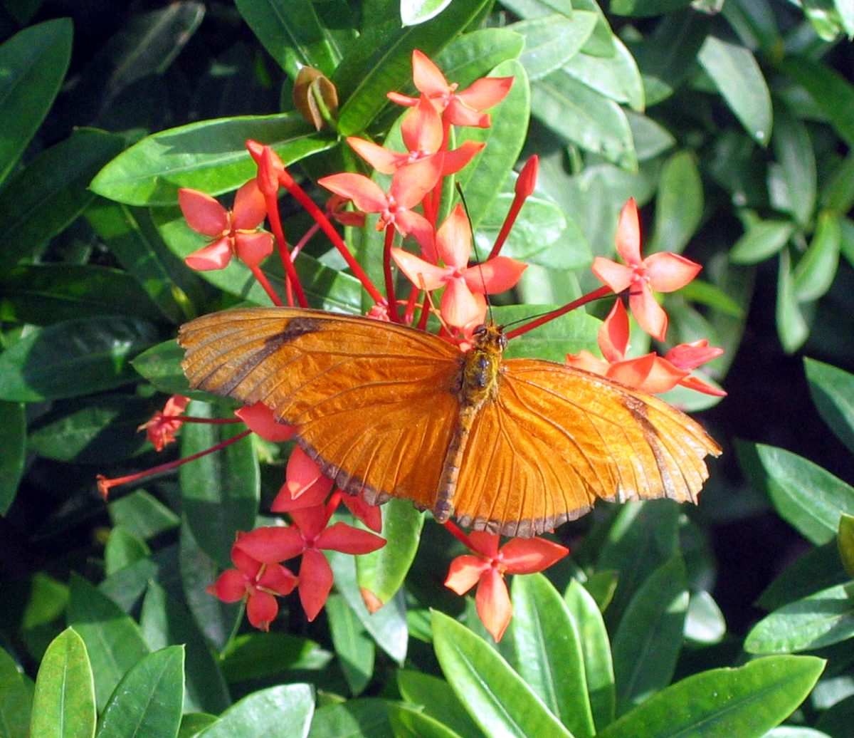 key west butterfly and nature conservatory key west butterfly and nature conservatory