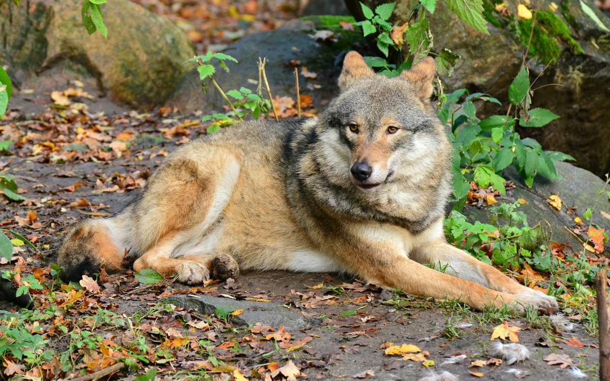 Skansen, closeup shot of a gorgeous Eurasian wolf found in Skansen's Zoo Skansen, closeup shot of a gorgeous Eurasian wolf found in Skansen's Zoo