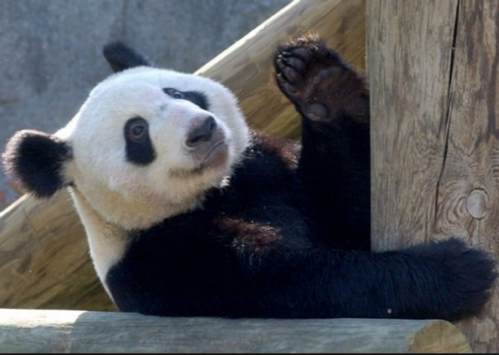 Everything You Need to Know About Memphis Zoo TouristSecrets