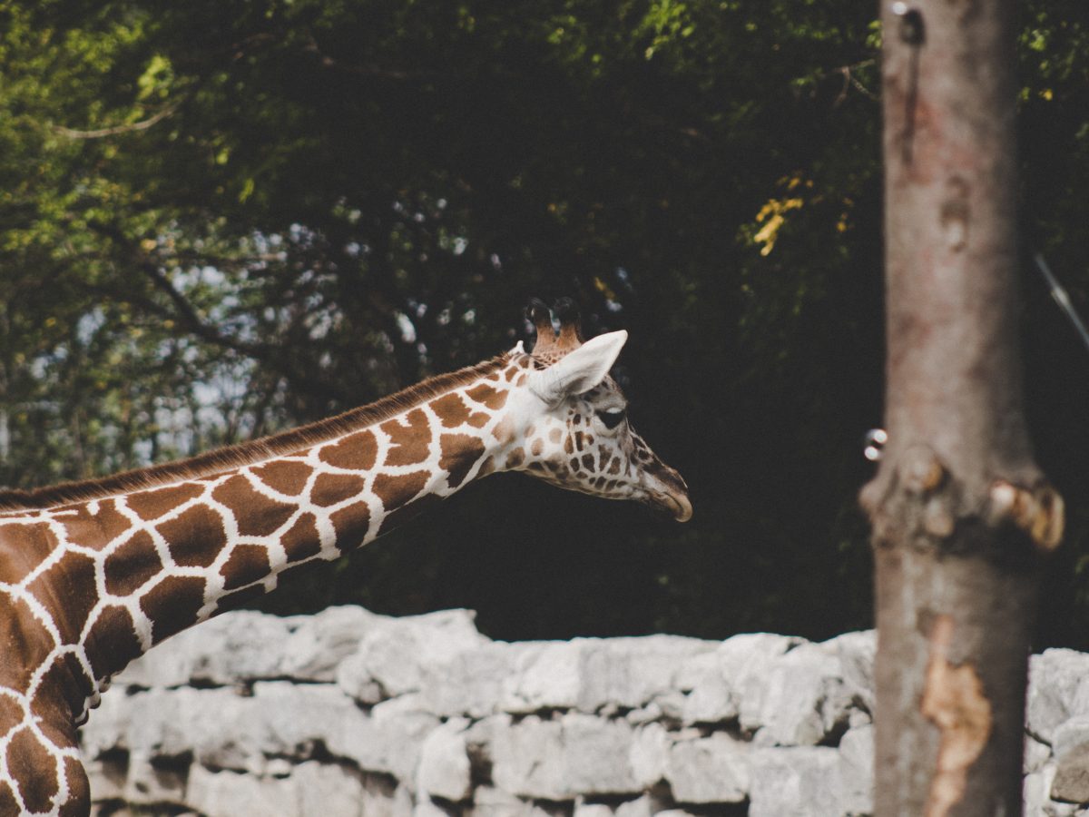 Detroit Zoo has 3 reticulated giraffe and visitors can get face to face with these gentle giants through an 18-foot platform