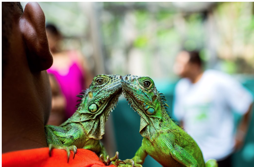 The Green Iguana Conservation Project is a venture to protect the endangered Green Iguana species in Belize