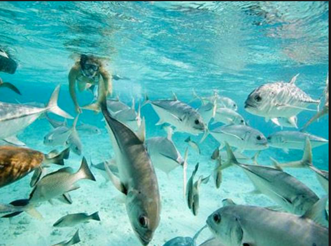 Hol Chan Marine Reserve is home to nearly 4500 acres of coral reefs, making it one of the most popular diving sites in the world