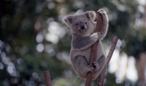 Currumbin Wildlife Sanctuary, Gold Coast, Australia