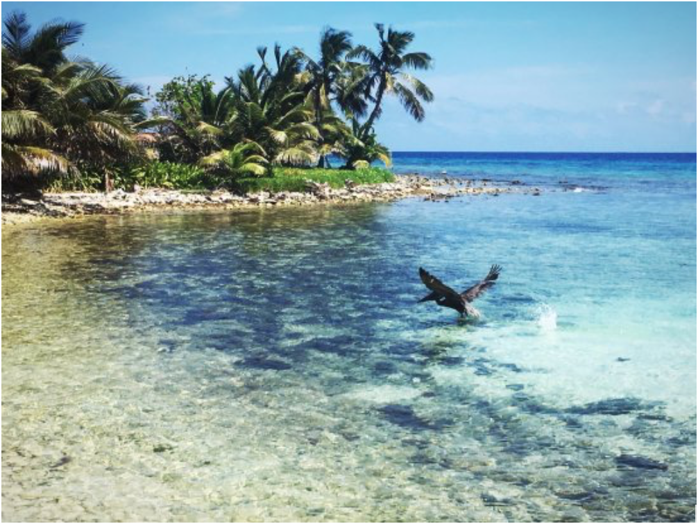 The Laughing Bird Caye National Park is a certified UNESCO World Heritage Site with a diverse abundance of coral reefs and marine life found below the waters