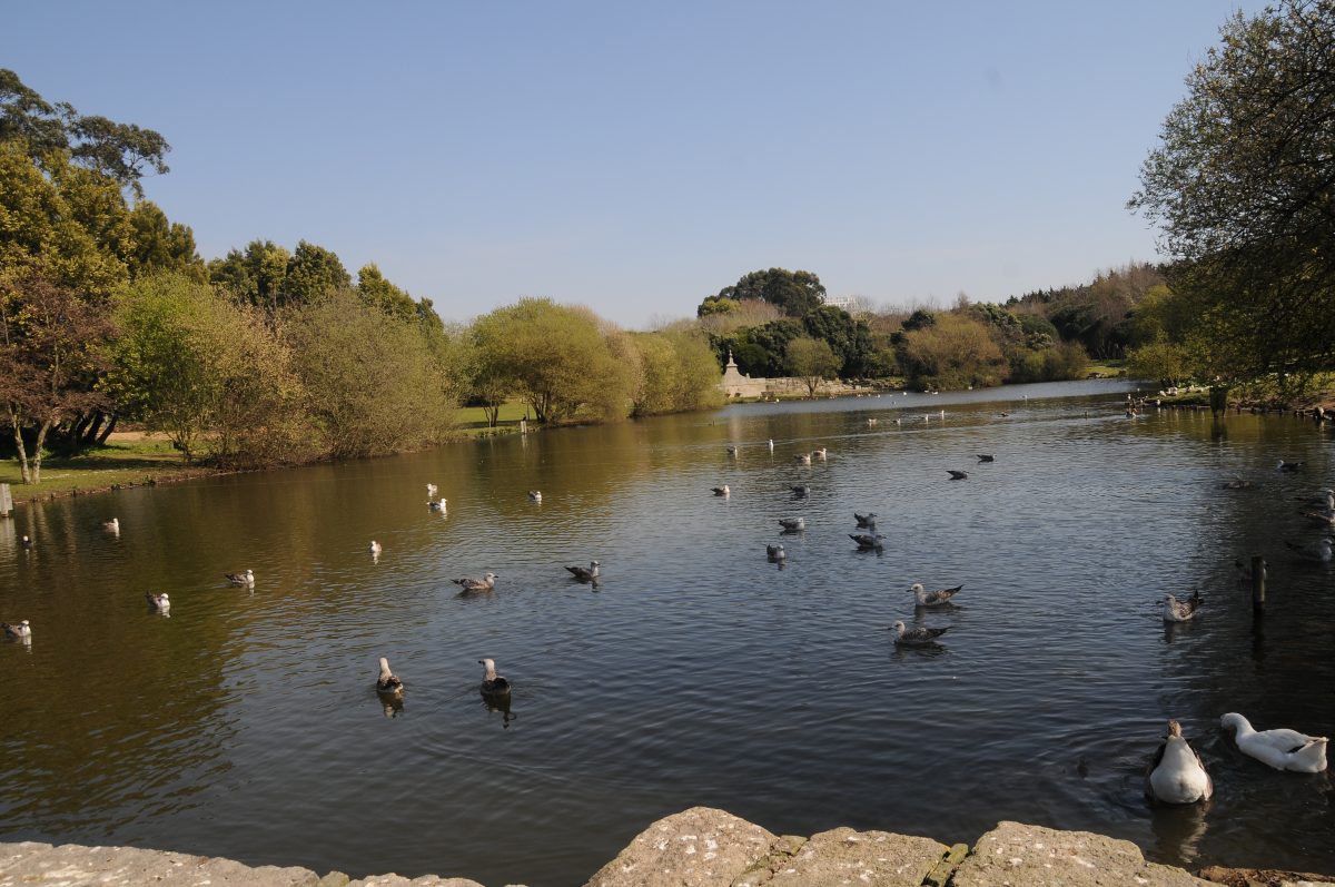 View of Parque da Cidade do Porto’s lake and its residing wildlife