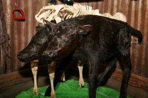 Ripley's Believe It Or Not, Orlando, Florida Ripley's Believe It Or Not, Orlando, Florida
