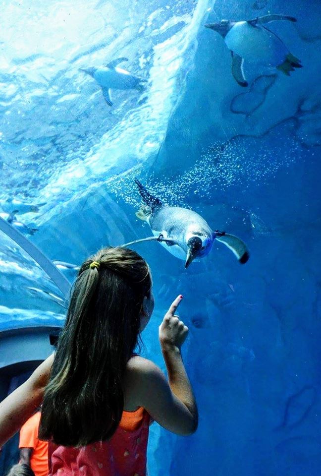 Visitors can enjoying watching delightful cute penguins dive, splash, waddle and even fish in a 25ft deep pool Visitors can enjoying watching delightful cute penguins dive, splash, waddle and even fish in a 25ft deep pool