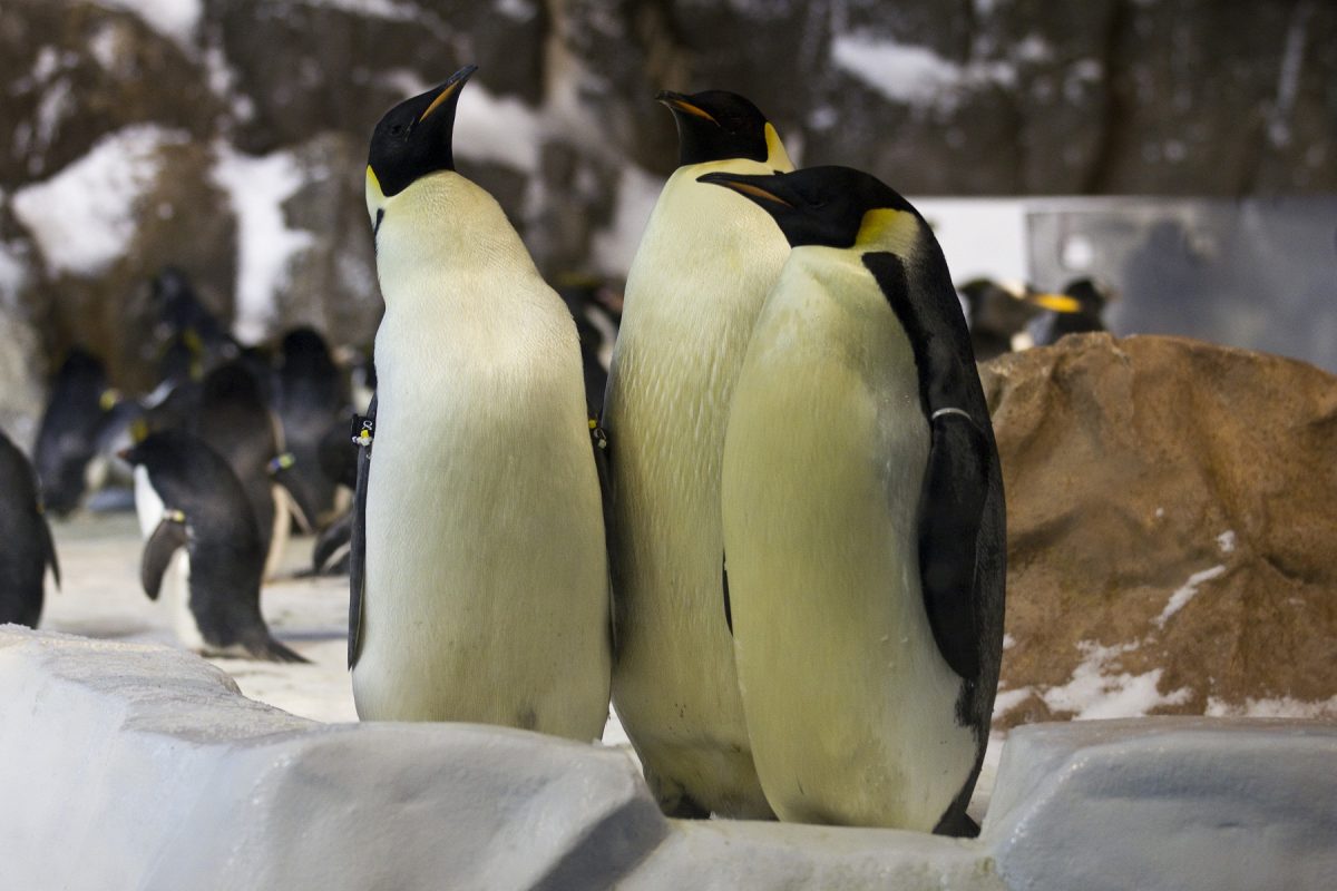 Things To Do In Gold Coast, Australia | TouristSecrets