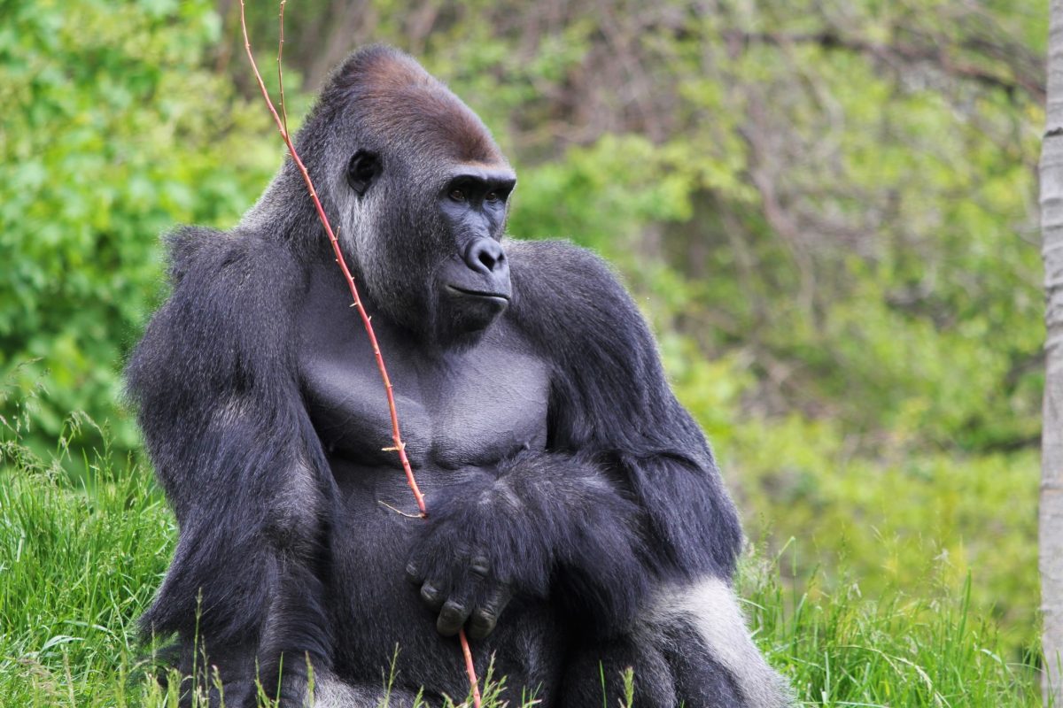 The Great Apes of Harambee exhibit at Detroit Zoo gives visitors a rare chance to see endangered species of primates The Great Apes of Harambee exhibit at Detroit Zoo gives visitors a rare chance to see endangered species of primates