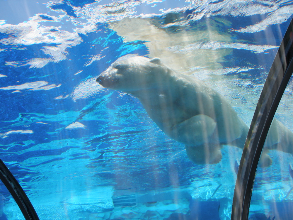 Suka and Nuka are a mated pair of polar bears at Detroit Zoo that can be seen swimming gracefully or sunbathing on the rocks