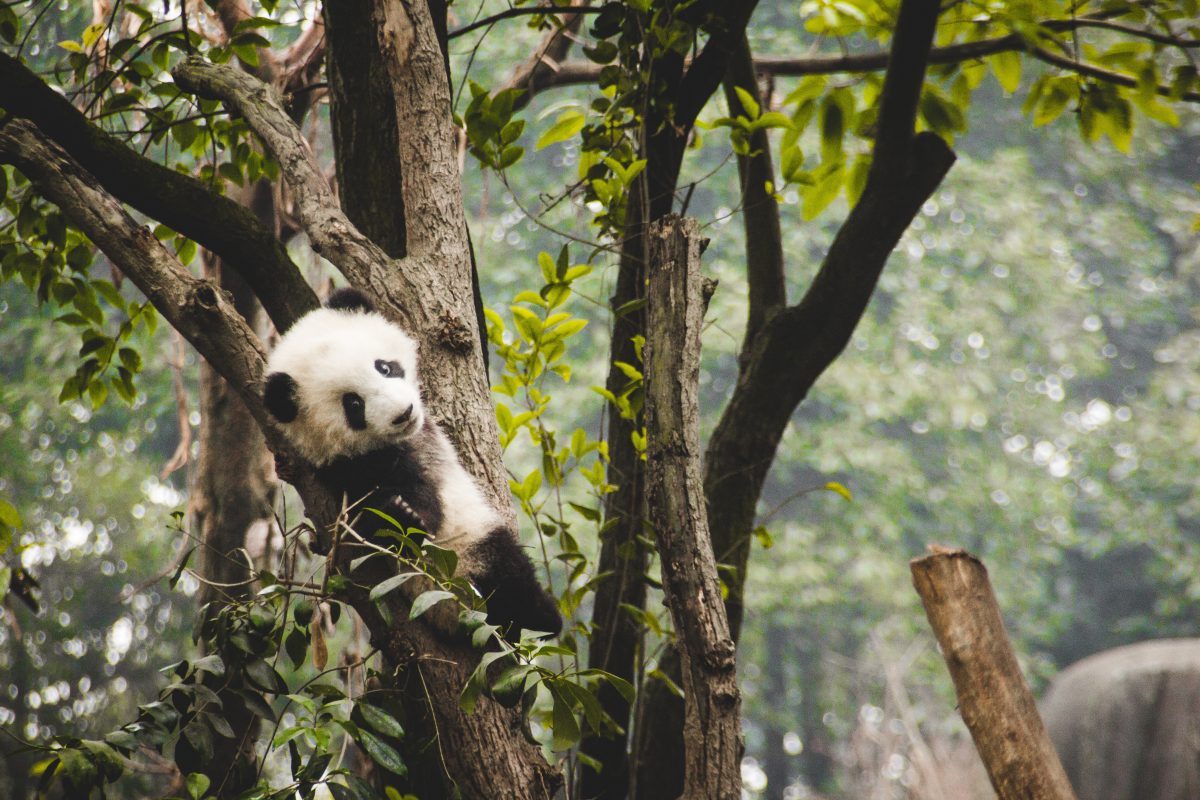 Taiwan’s first locally-born panda cub resting on top of a tree