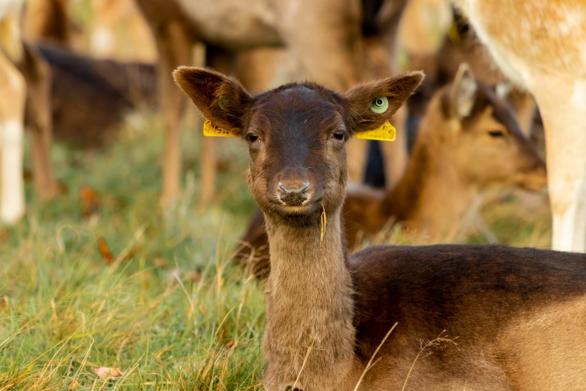 A resident of Dublin Zoo