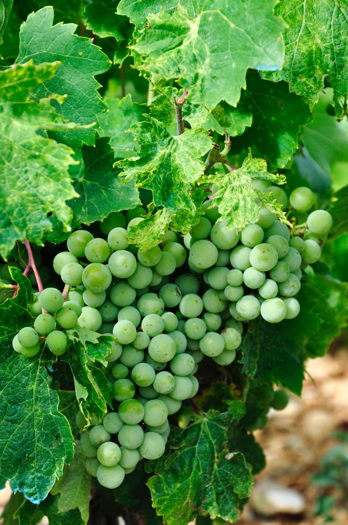 Wine Tour at Konavle Valley, Dubrovnik