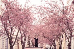 Spring cherry blossom street in Bonn