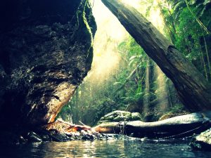 Lost World Valley, Gold Coast, Australia