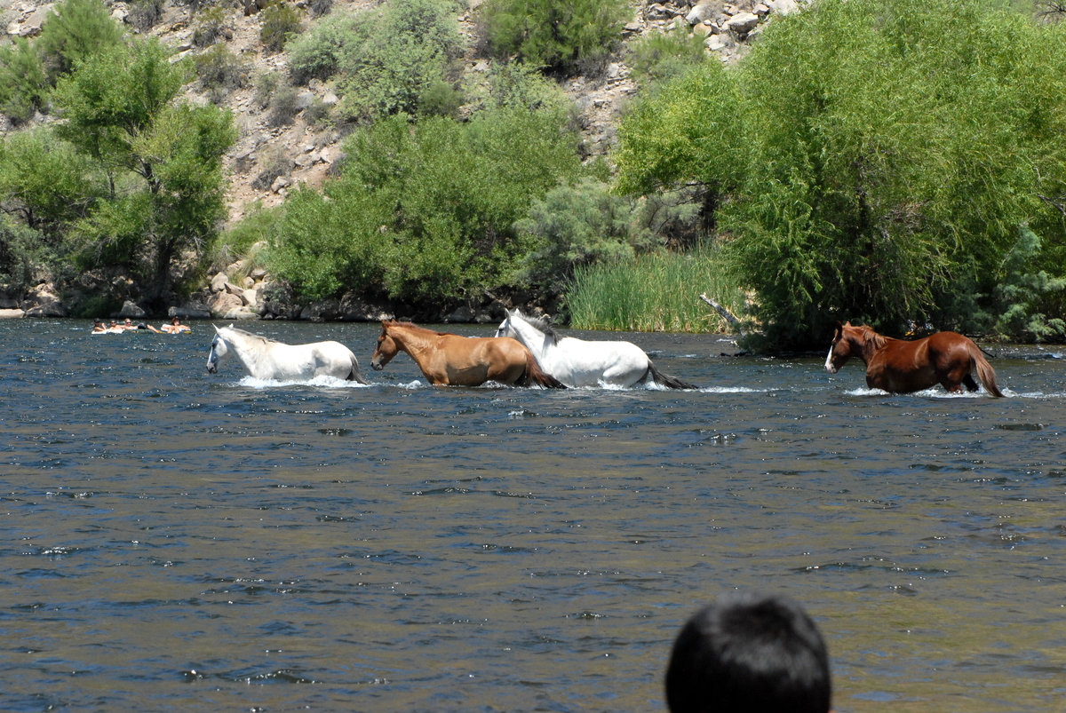 Salt River Tubing, Arizona