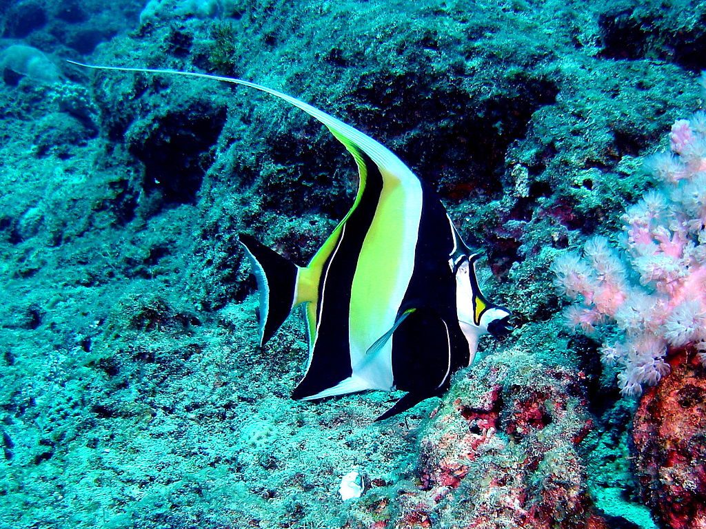 Angelfish in Mauritius