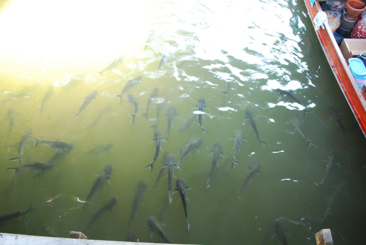 Catfish in the canal