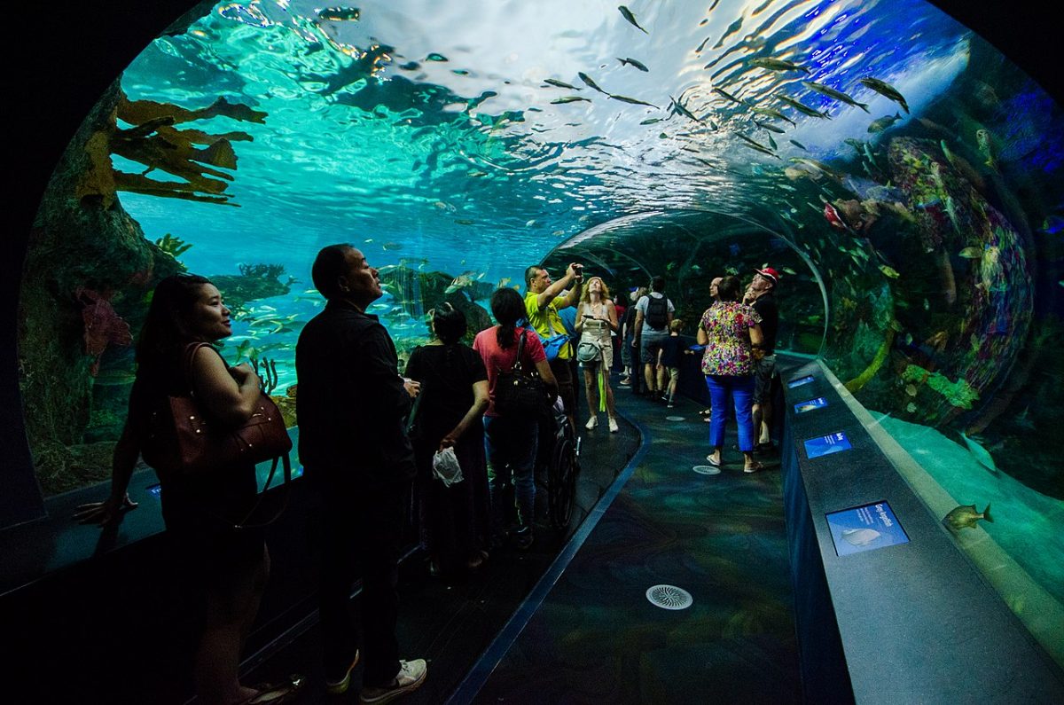 Say hello to some underwater friends at The Ripley’s Aquarium