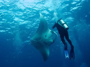 Diver, Manta Ray