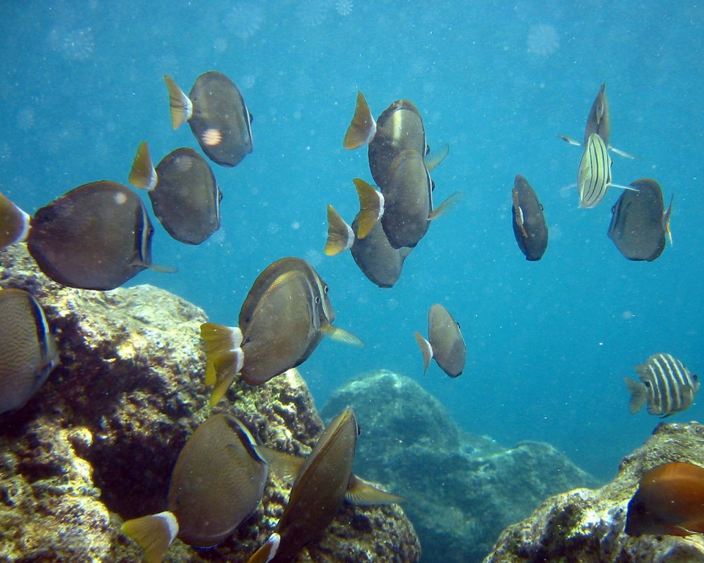 Shark's Cove - www.touristsecrets.com