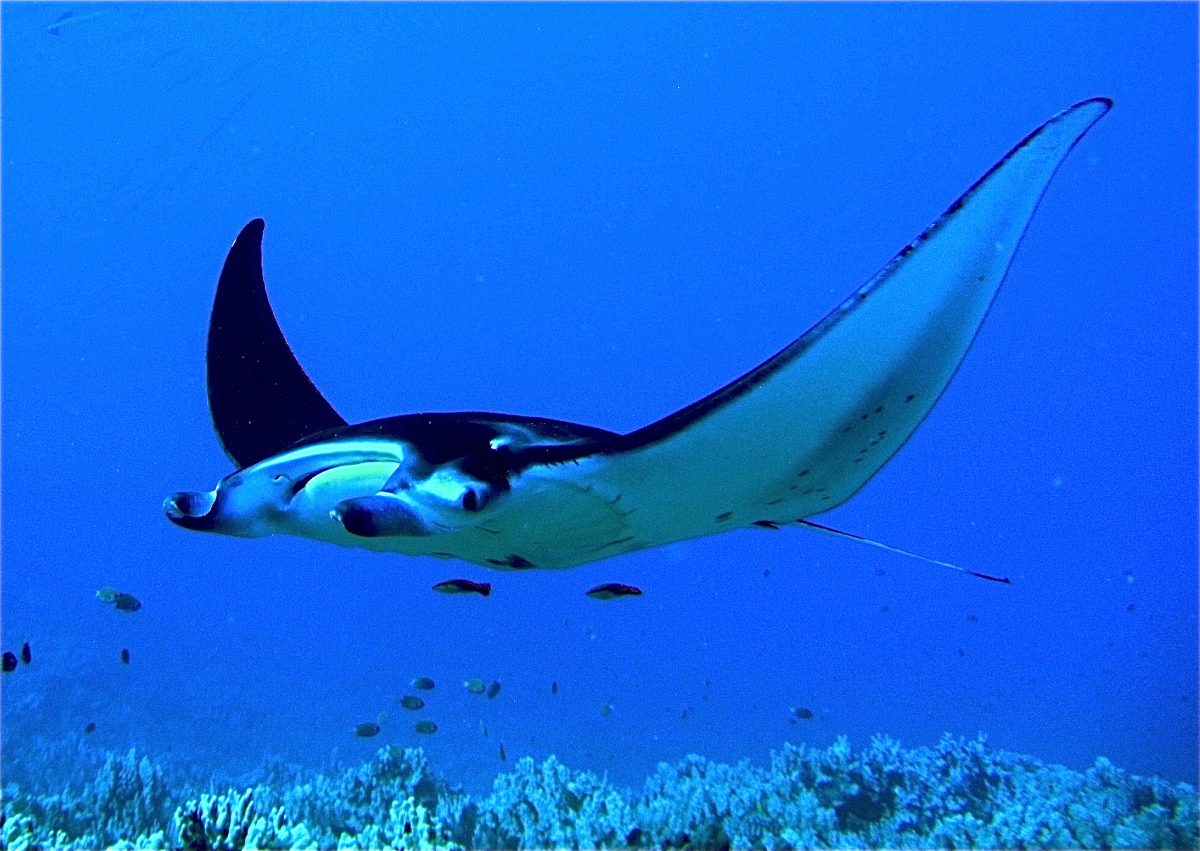 Manta Ray, Kona, Hawaii