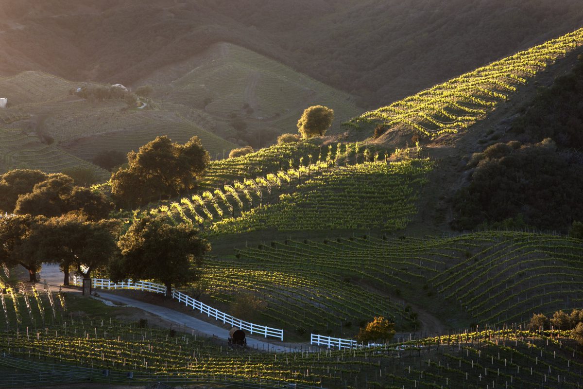 Semler Malibu Estate Vineyards