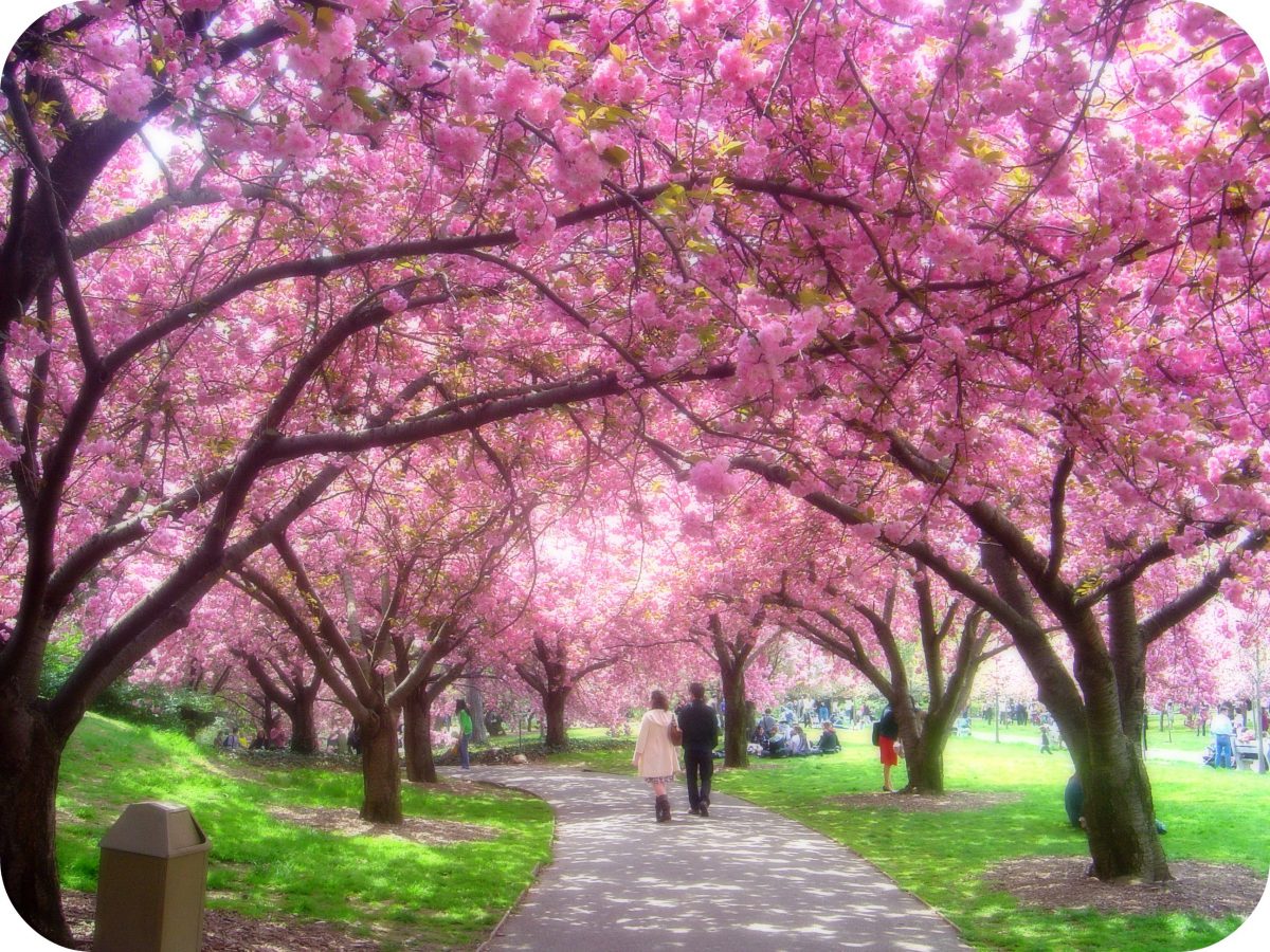 Everything You Need To Know About The Brooklyn Botanic Garden 2452934731 f4f097d71c o - Everything You Need To Know About The Brooklyn Botanic Garden